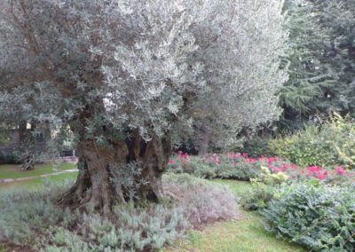 MA.GI Manutenzione Giardini S.r.l. - 20011 Corbetta (Milano)