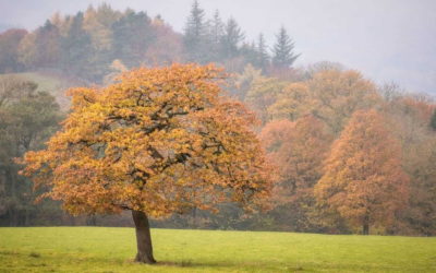 Autunno, una nuova primavera