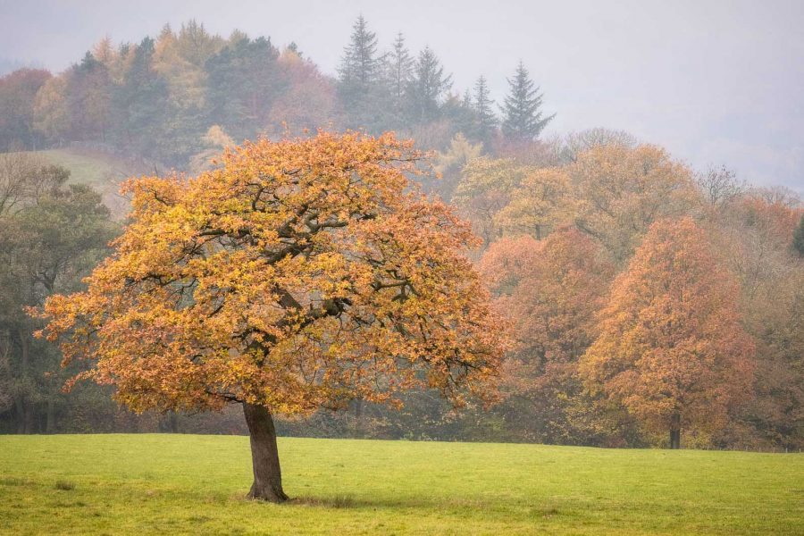 Autunno, una nuova primavera